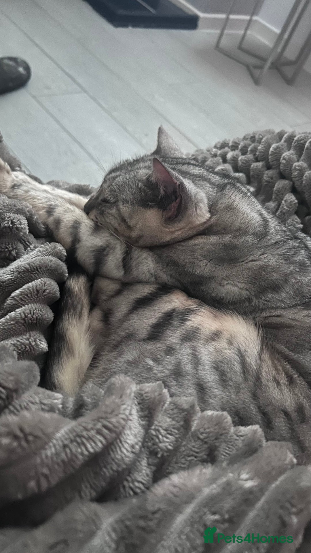 Bengal cats for sale: Snow sepia Bengal girl reluctantly needs rehoming - Advert 2