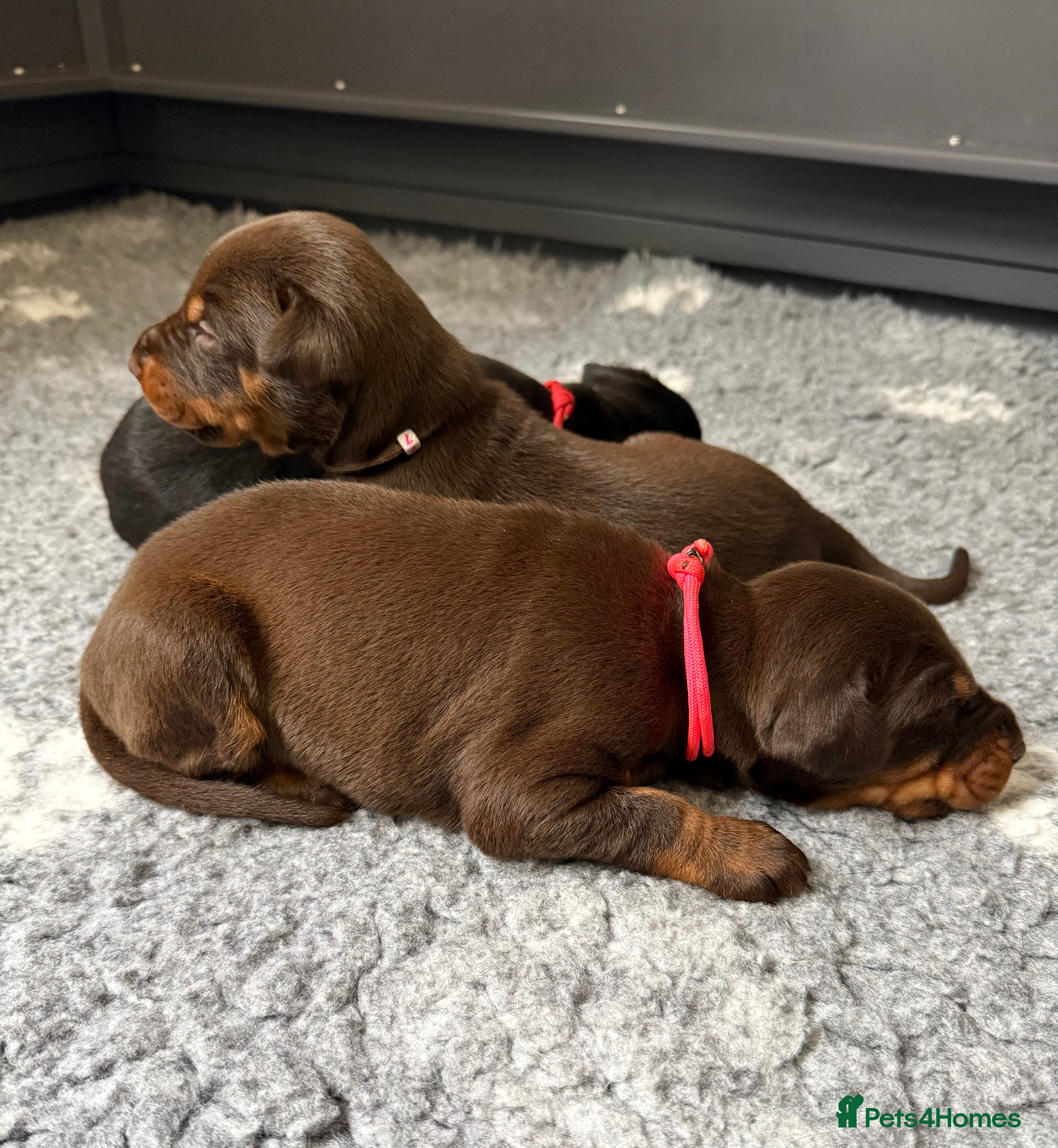 Dobermann dogs 🩷 Outstanding RKC Dobermann Puppies 🩷 - Advert 5