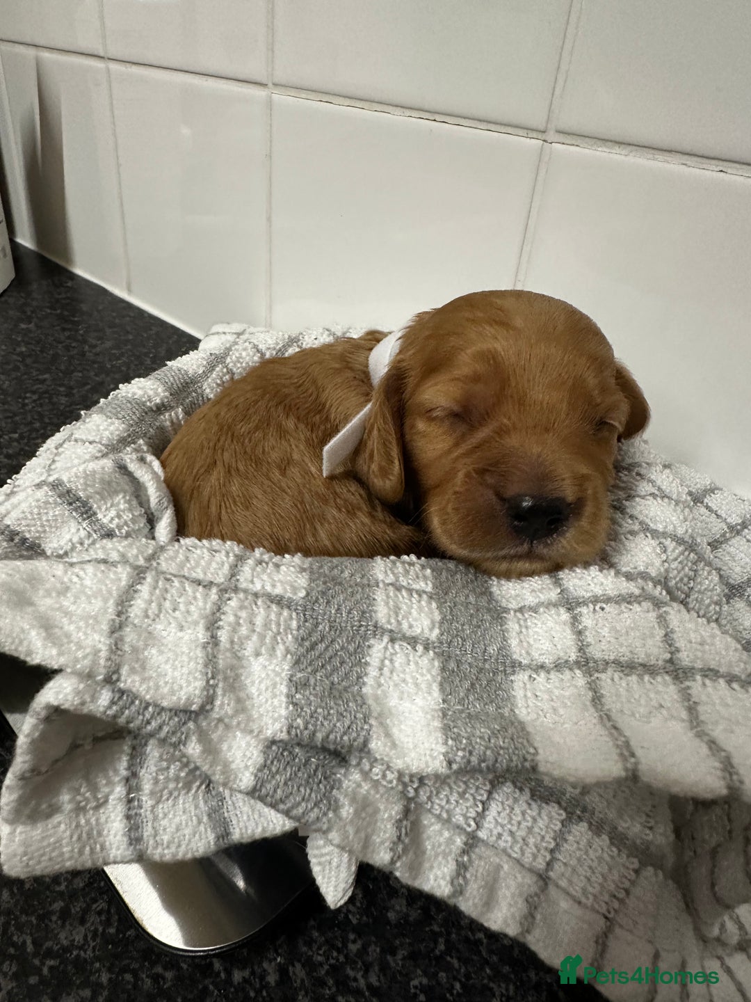 Cockapoo dogs for sale: Red & Apricot Cockapoo puppies  - Advert 37