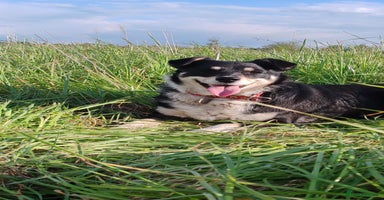 Border Collie dogs Agata: Left Behind, but Never Stopped Hoping - Advert 4