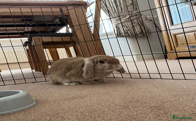 Mini Lop rabbits - Advert 1