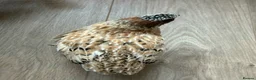 Quail poultry for sale: Coturnix/Japanise male Quail free - Advert 3