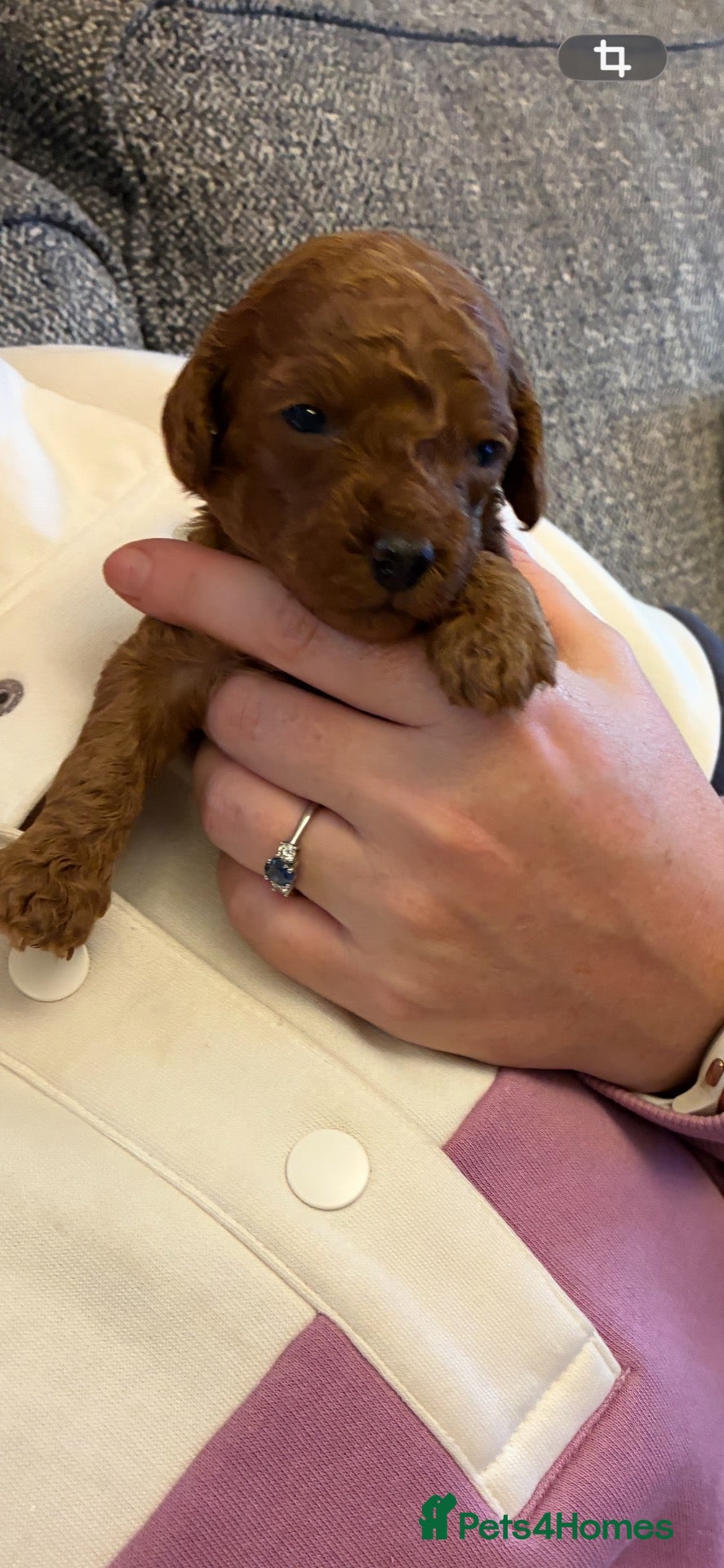 Miniature Poodle dogs 6 red KC registered poodles  - Advert 9