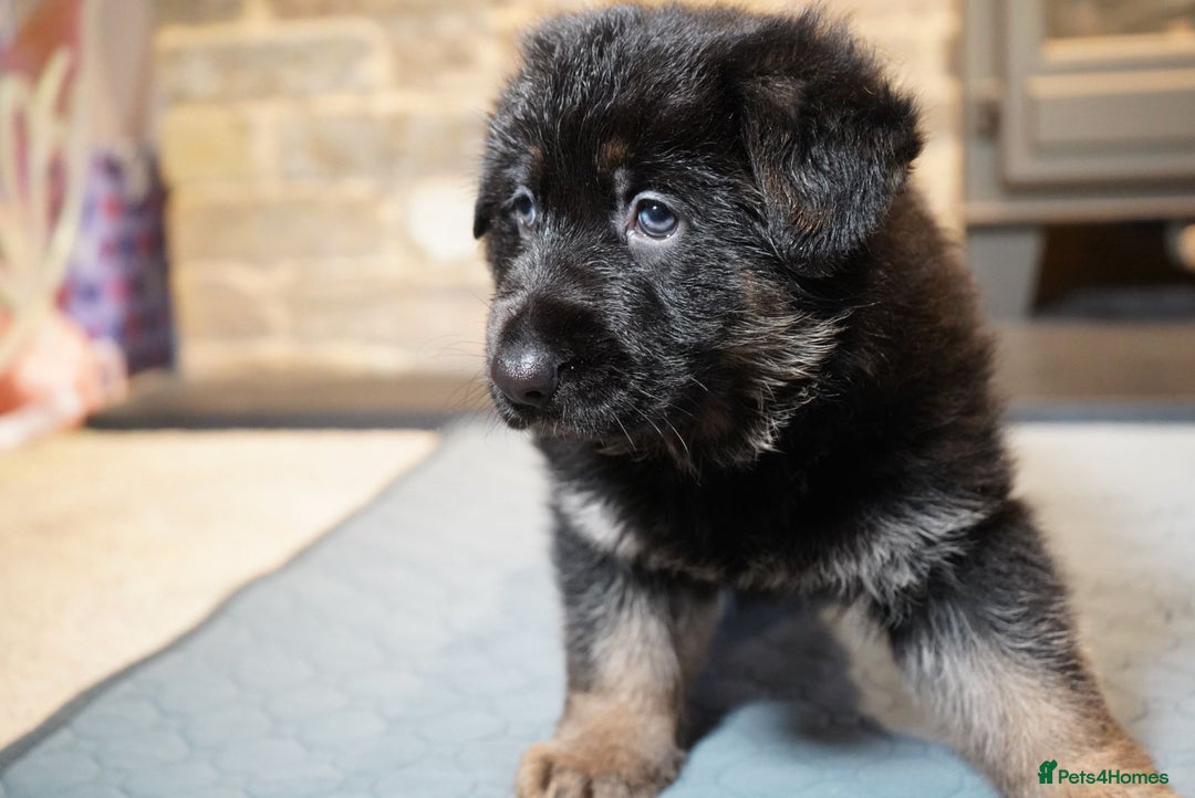 German Shepherd dogs for sale: KC Registered German Shepard Babies 🐾🐾🐾 - Advert 9