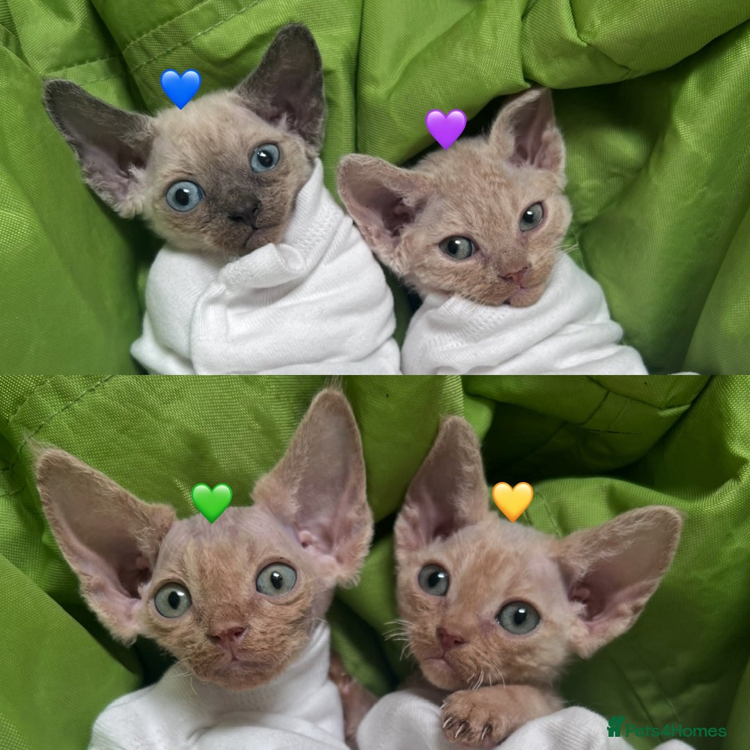Devon Rex cats for sale: 1 girl left. Stunning Devon Rex GCCF kittens  - Image 9