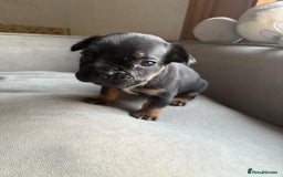 Mixed Breed dogs for sale: french bulldog x jack russell  - Image 10