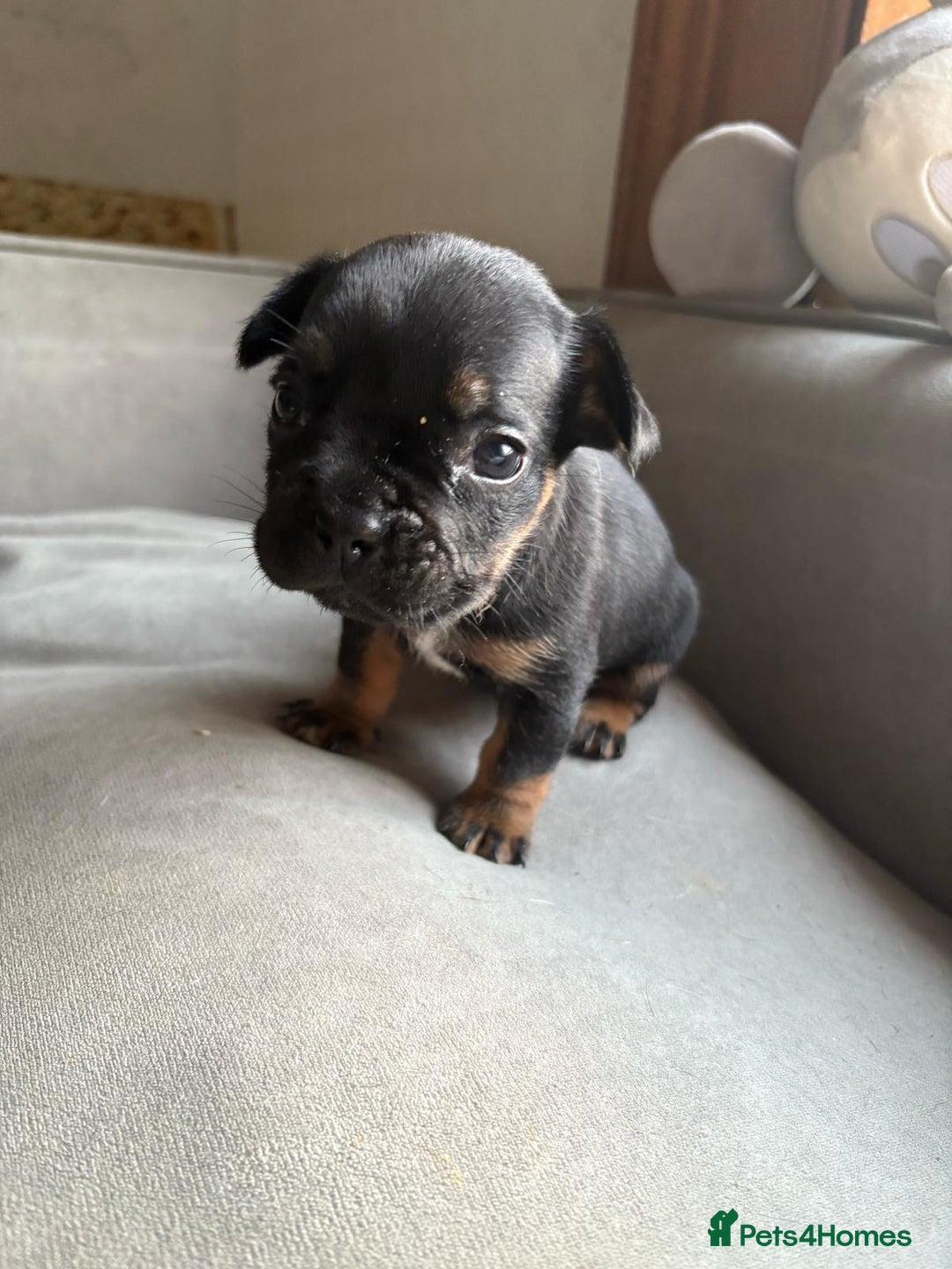 Mixed Breed dogs for sale: french bulldog x jack russell  - Image 10