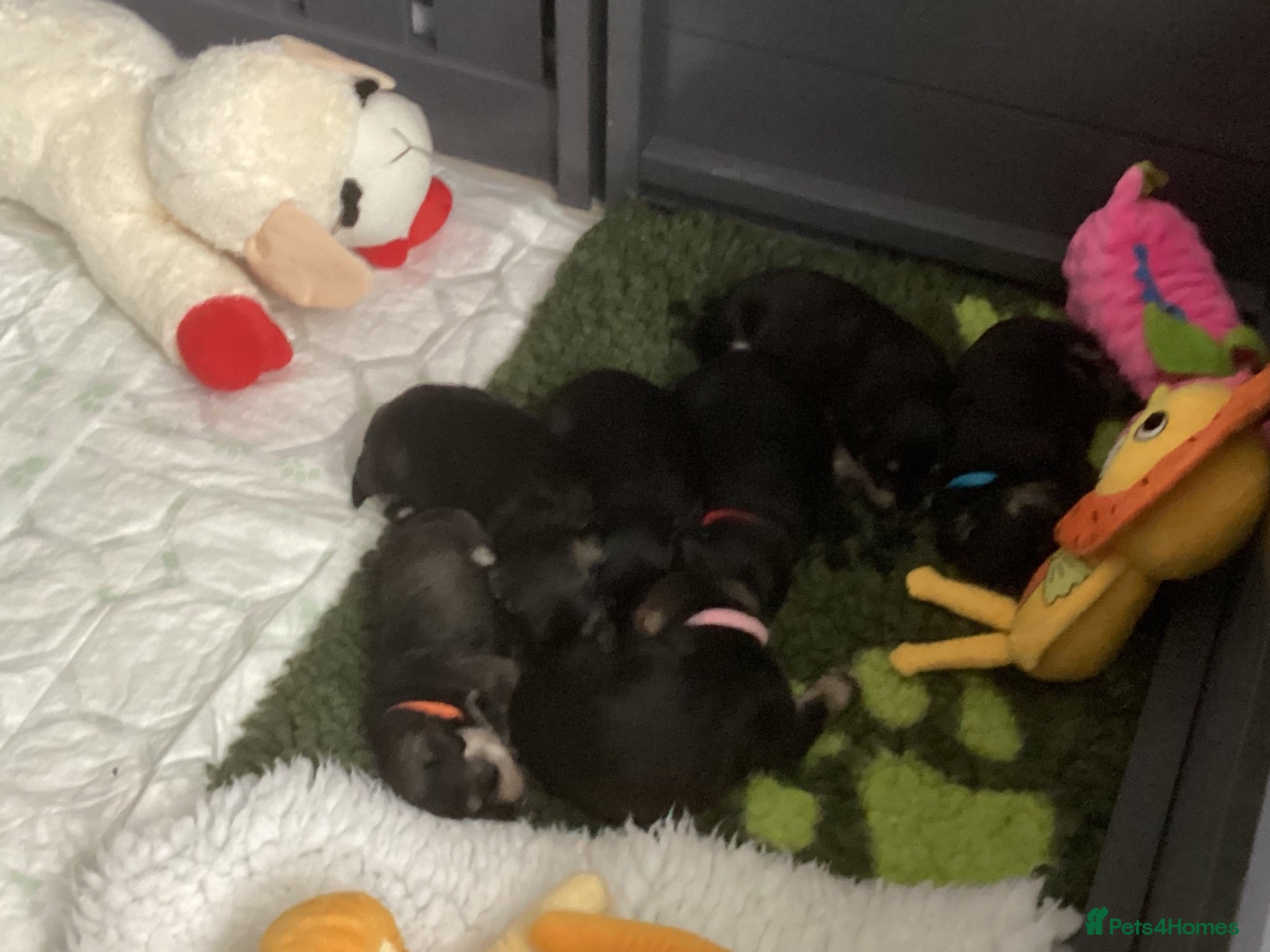Miniature Schnauzer dogs Council licensed 5* Mini Schnauzer Breeders - Advert 1
