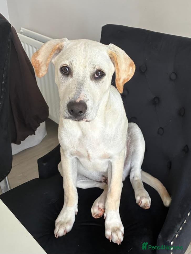 Mixed Breed dogs Loving boy looking for his forever home  - Advert 8