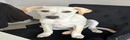 Mixed Breed dogs for sale: Loving boy looking for his forever home  in Aberdeen - Advert 1