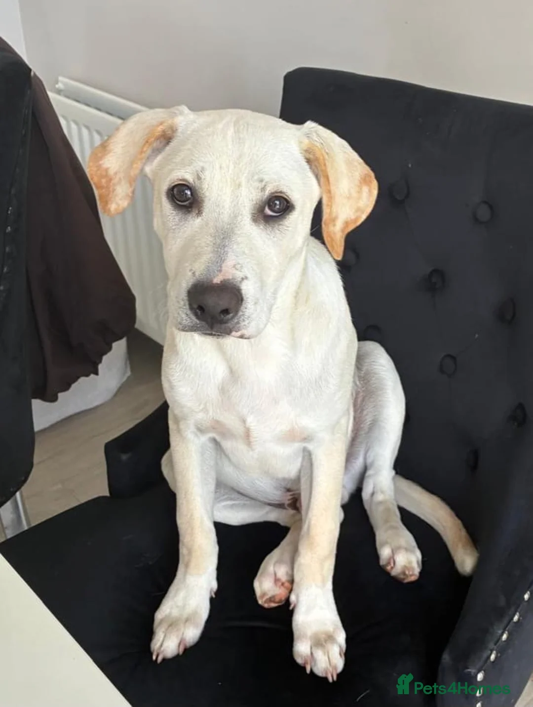 Mixed Breed dogs for sale: Loving boy looking for his forever home  in Aberdeen - Advert 1