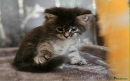 Maine Coon cats for sale: Champion Line Maine Coons –Rare, Fluffy, Gorgeous! - Image 11