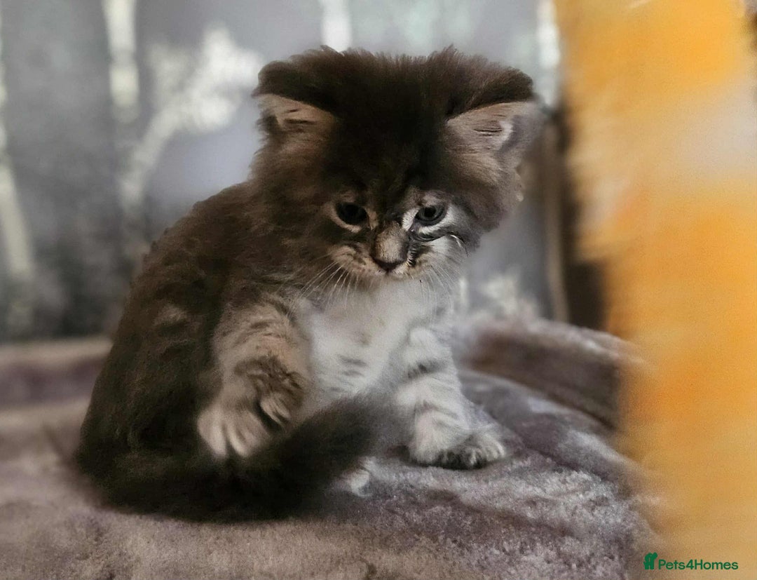 Maine Coon cats for sale: Champion Line Maine Coons –Rare, Fluffy, Gorgeous! - Image 11