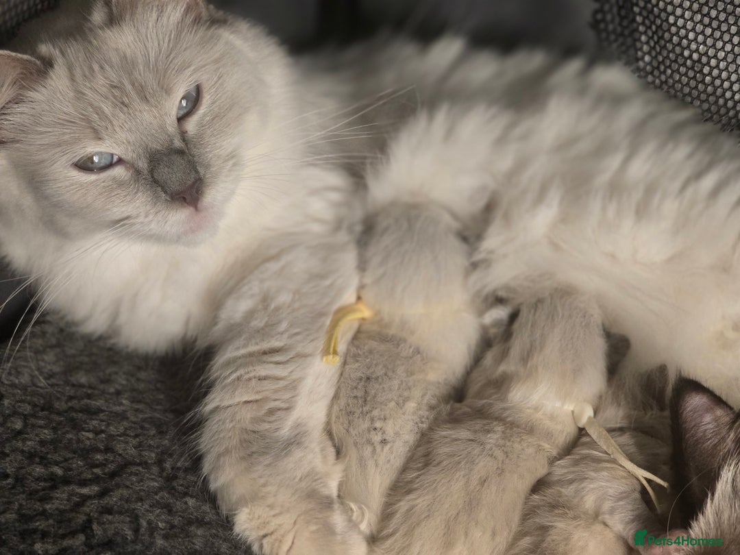 Ragdoll cats for sale: Precious GOOF Registered Ragdoll Kittens - 3 Girls - Advert 11