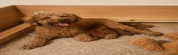 Toy Poodle dogs for sale: Beautiful Red Toy Poodle Puppies 🤎🐩 - Advert 13