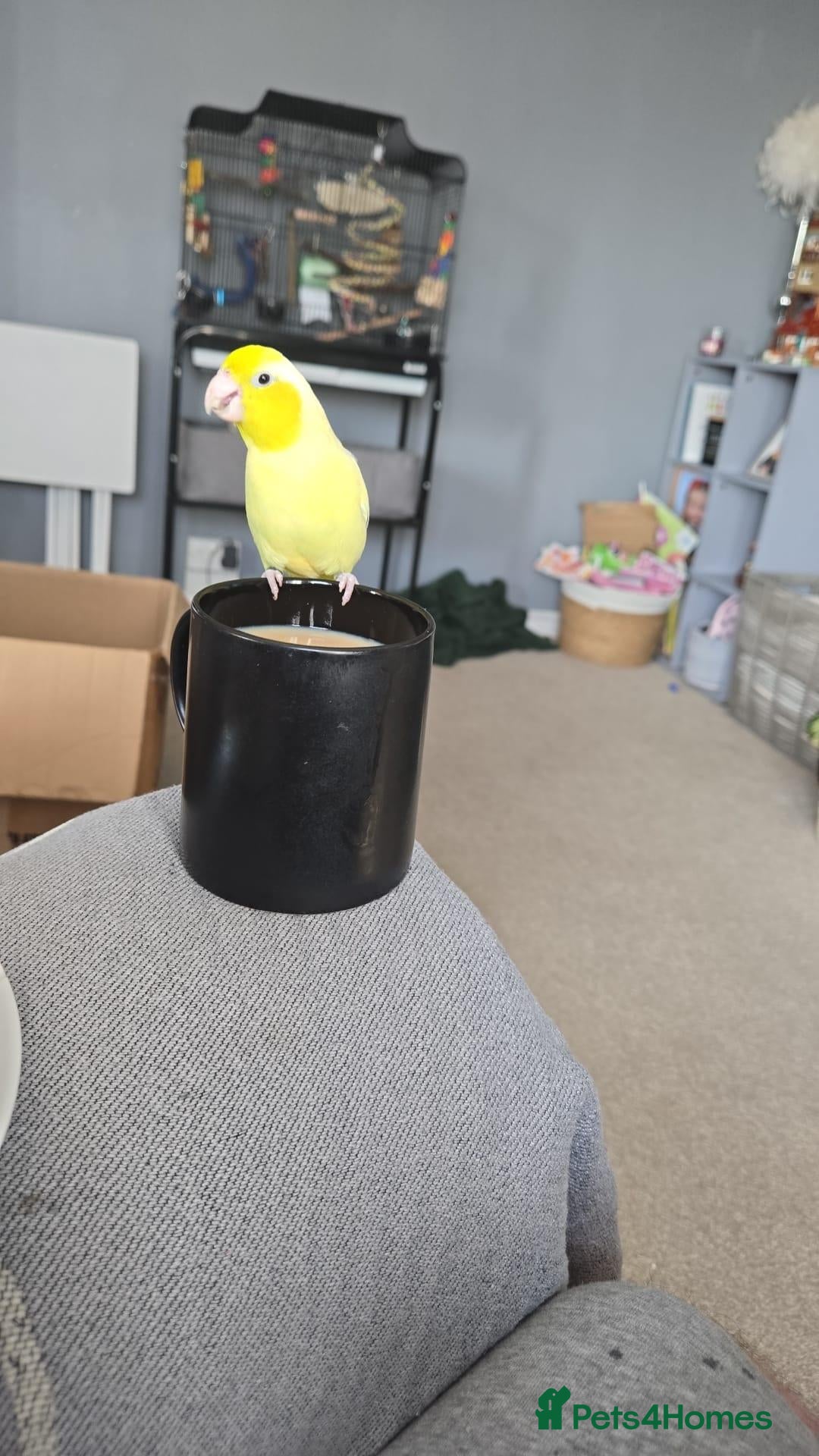 Parrots birds Sunny  - Advert 5