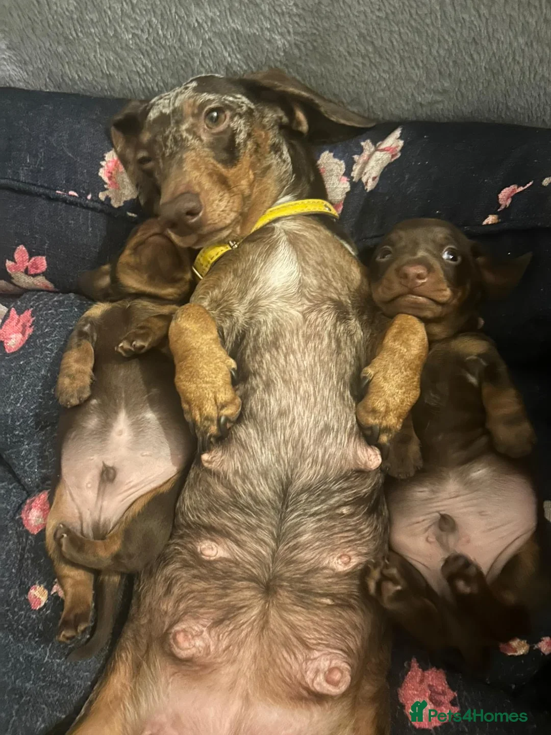 Miniature Dachshund dogs for sale: Beautiful Mini Dachounds  - Advert 2