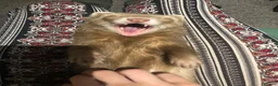 Ferret rodents for sale: Ferret for sale - Advert 10