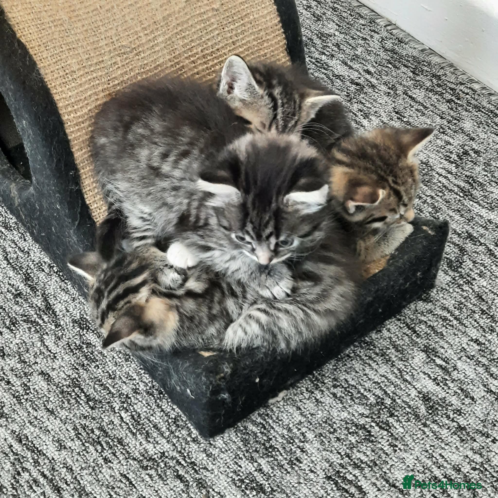 Mixed Breed cats Beautiful kittens - Advert 1