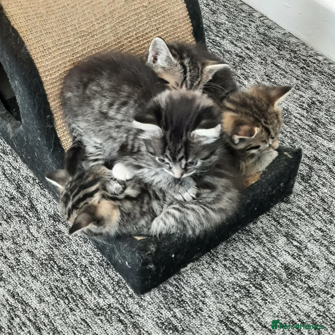 Mixed Breed cats for sale: Beautiful kittens - Advert 1