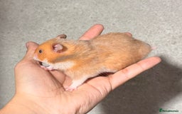 Hamster rodents for sale: BABY TAME PEDIGREE SYRIAN HAMSTER PUPS - Image 8