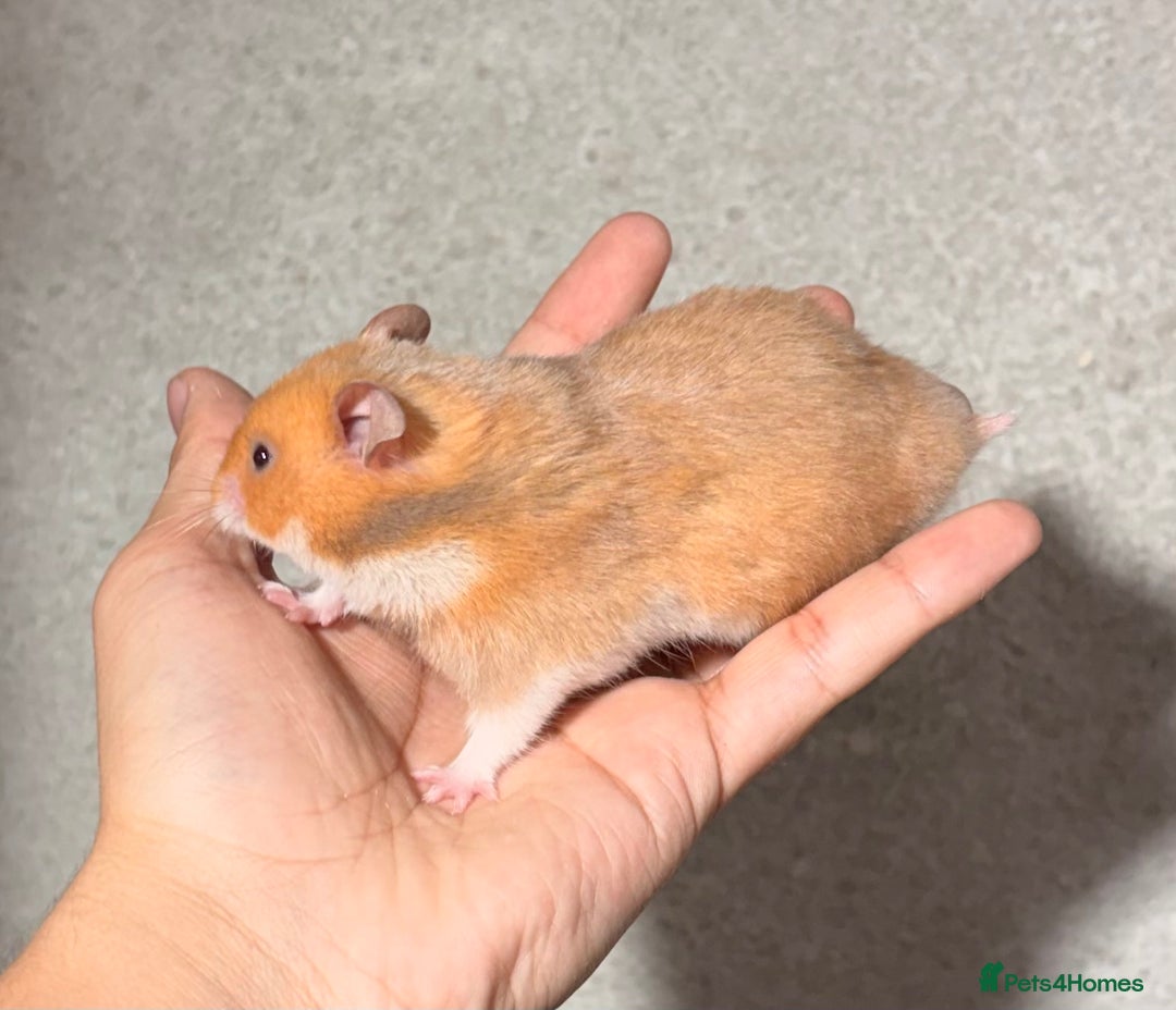 Hamster rodents for sale: BABY TAME PEDIGREE SYRIAN HAMSTER PUPS - Image 8