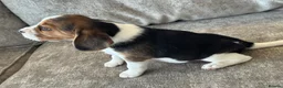 Beagle dogs for sale: 🐶 BEAUTIFUL KC REGISTERED CHUNKY BEAGLE PUPPIES🐶 - Advert 16