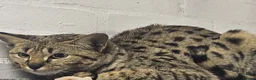 Savannah cats for sale: F2 SAVANNAH  - Advert 5