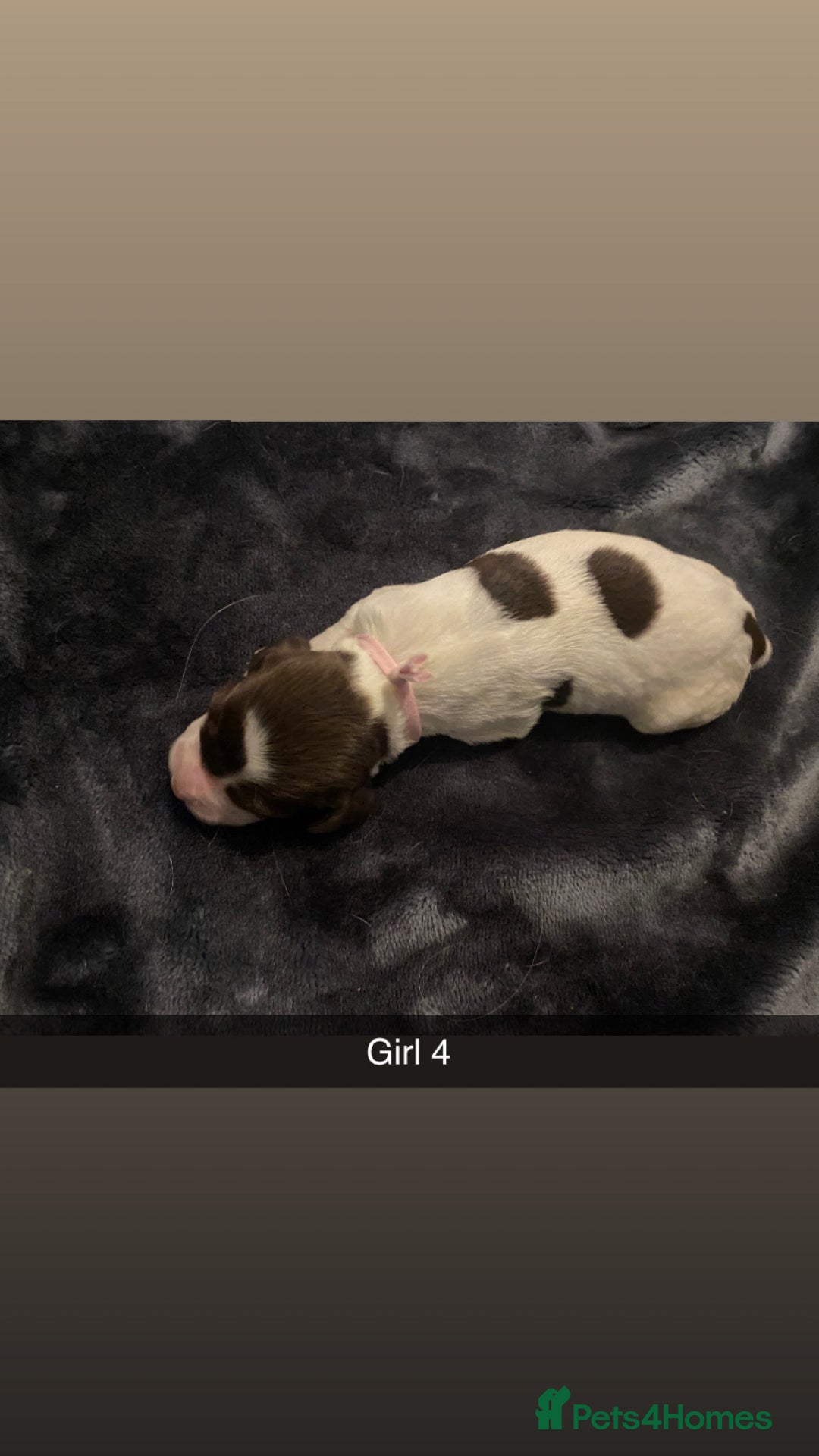 Cocker Spaniel dogs for sale: Working cocker spaniel puppies  - Advert 9