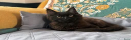 Maine Coon cats for sale: 🐾Tica registered Maine Coon Kittens Available 🐾 - Advert 12