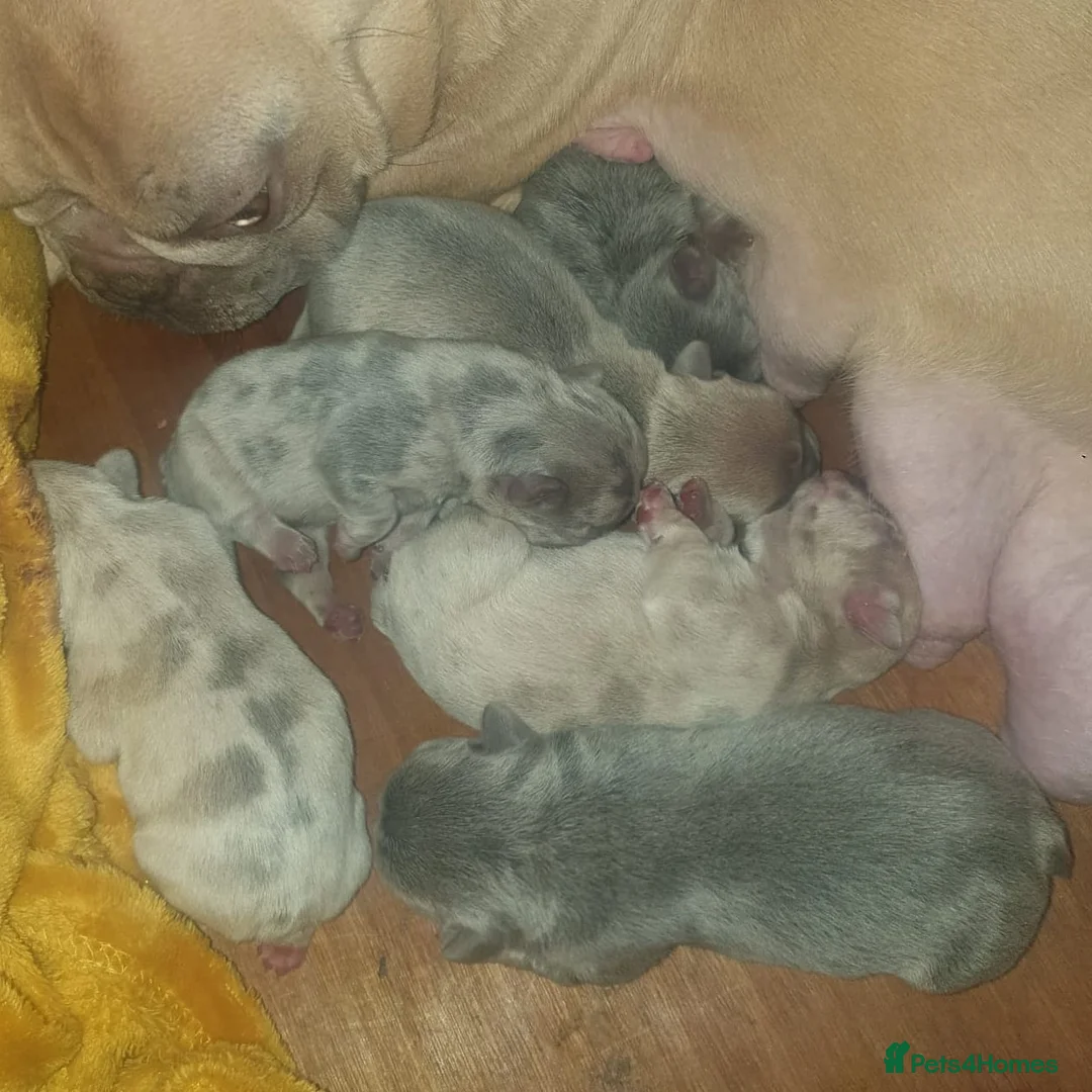 French Bulldog dogs for stud: Lilac tan merle in Sheffield - Advert 12