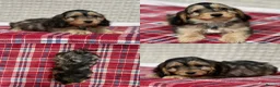 Cockapoo dogs for sale: STUNNING COCKAPOO PUPPIES READY NOW  - Advert 6