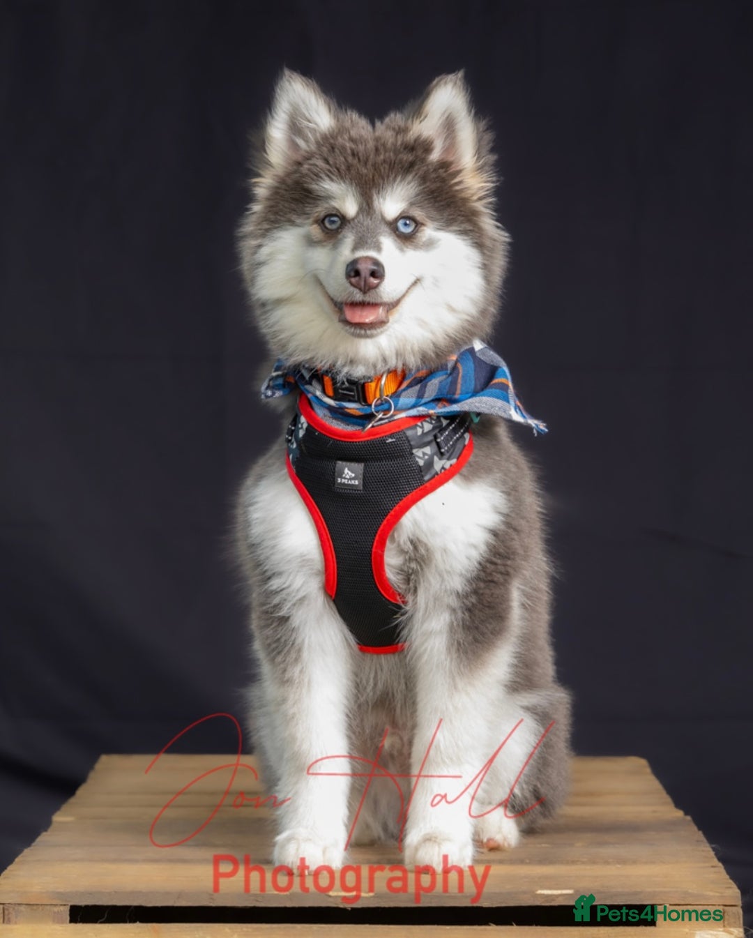 Pomsky dogs for stud: F3 Pomsky Stud (Blue and White) - Advert 5