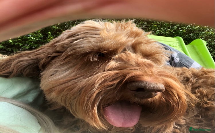 Cockapoo dogs *handsome F1 Cockapoo stud in Melrose - Advert 1