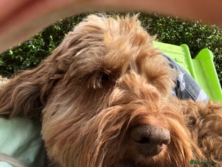 Cockapoo dogs for stud: *handsome F1 Cockapoo stud in Melrose - Advert 1