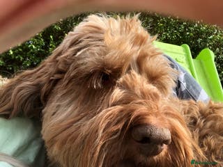 Cockapoo dogs *handsome F1 Cockapoo stud in Melrose - Advert 7