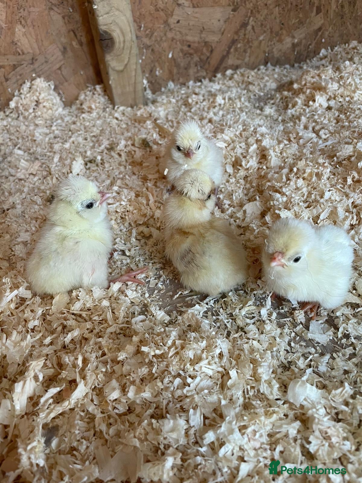 Chickens poultry Unsexed Polish chicks  - Advert 17