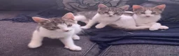 British Shorthair cats for sale: Beautiful Tabby Kittens for sale in Cullompton - Advert 7
