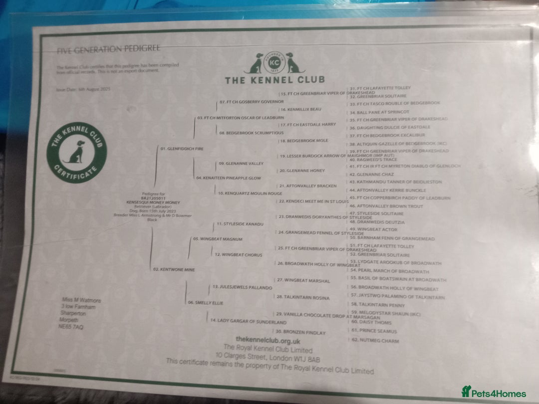 Labrador Retriever dogs for stud: Proven KC black labrador for stud - Advert 4