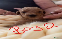 Toy Poodle dogs for sale: Toy poodles for sale  - Image 3