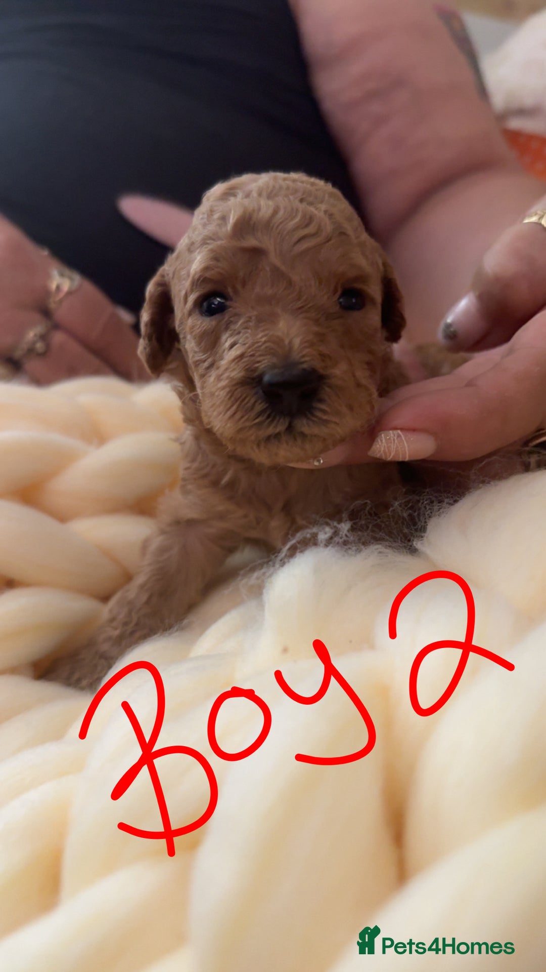 Toy Poodle dogs for sale: Toy poodles for sale  - Image 3