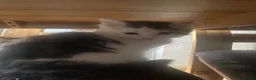 Mixed Breed cats for sale: Fluffy kitten for sale  - Advert 7