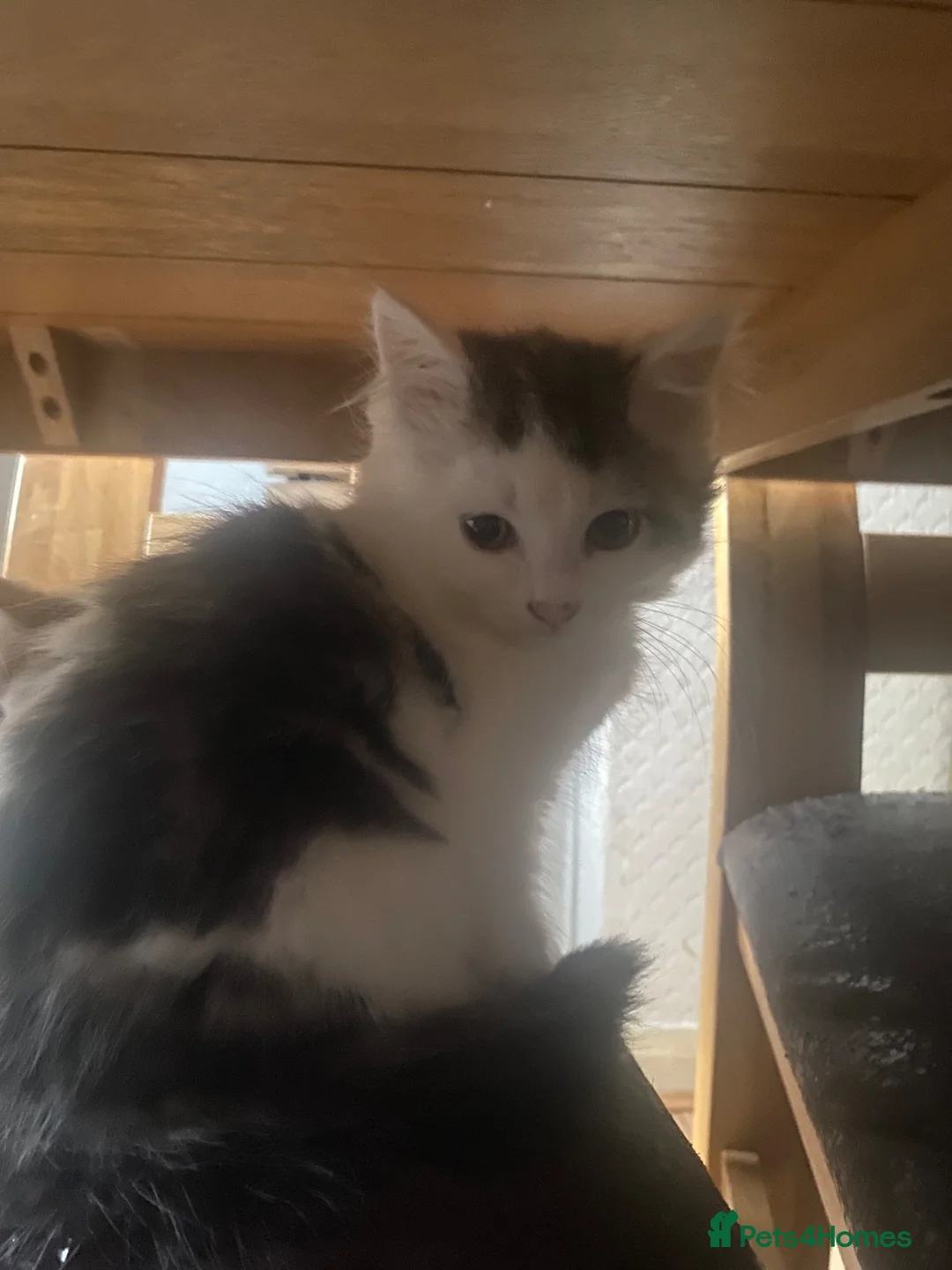 Mixed Breed cats for sale: Fluffy kitten for sale  - Advert 7