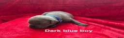 Staffordshire Bull Terrier dogs for sale: 8 stunning Stafford bull terrier puppies - Advert 30