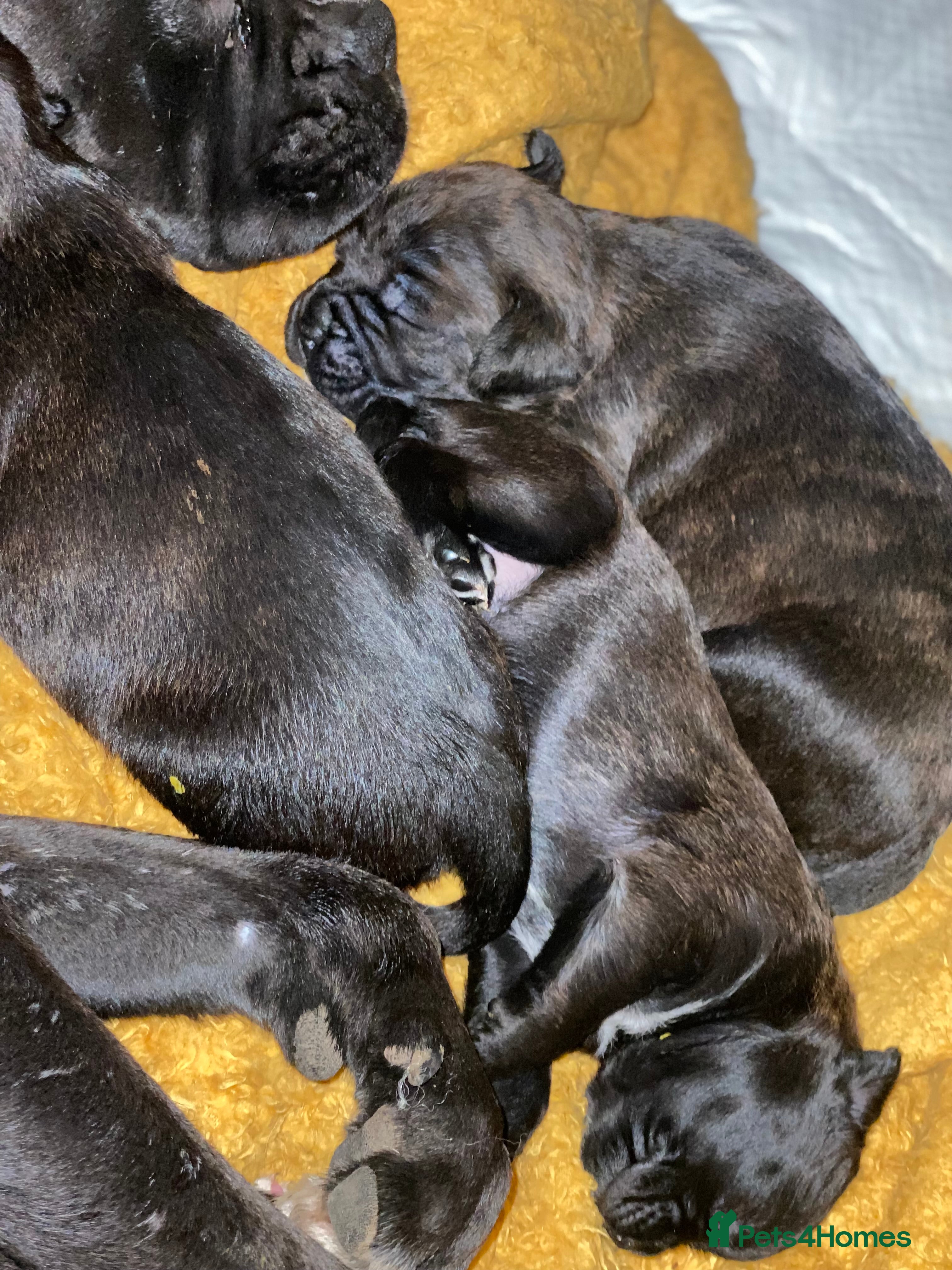 Mixed Breed dogs 🤩 mum kc boxer dad mini boxer 5 pups rare 🤩 - Advert 2