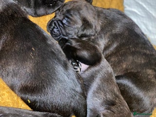 Mixed Breed dogs 🤩 mum kc boxer dad mini boxer 5 pups rare 🤩 - Advert 9