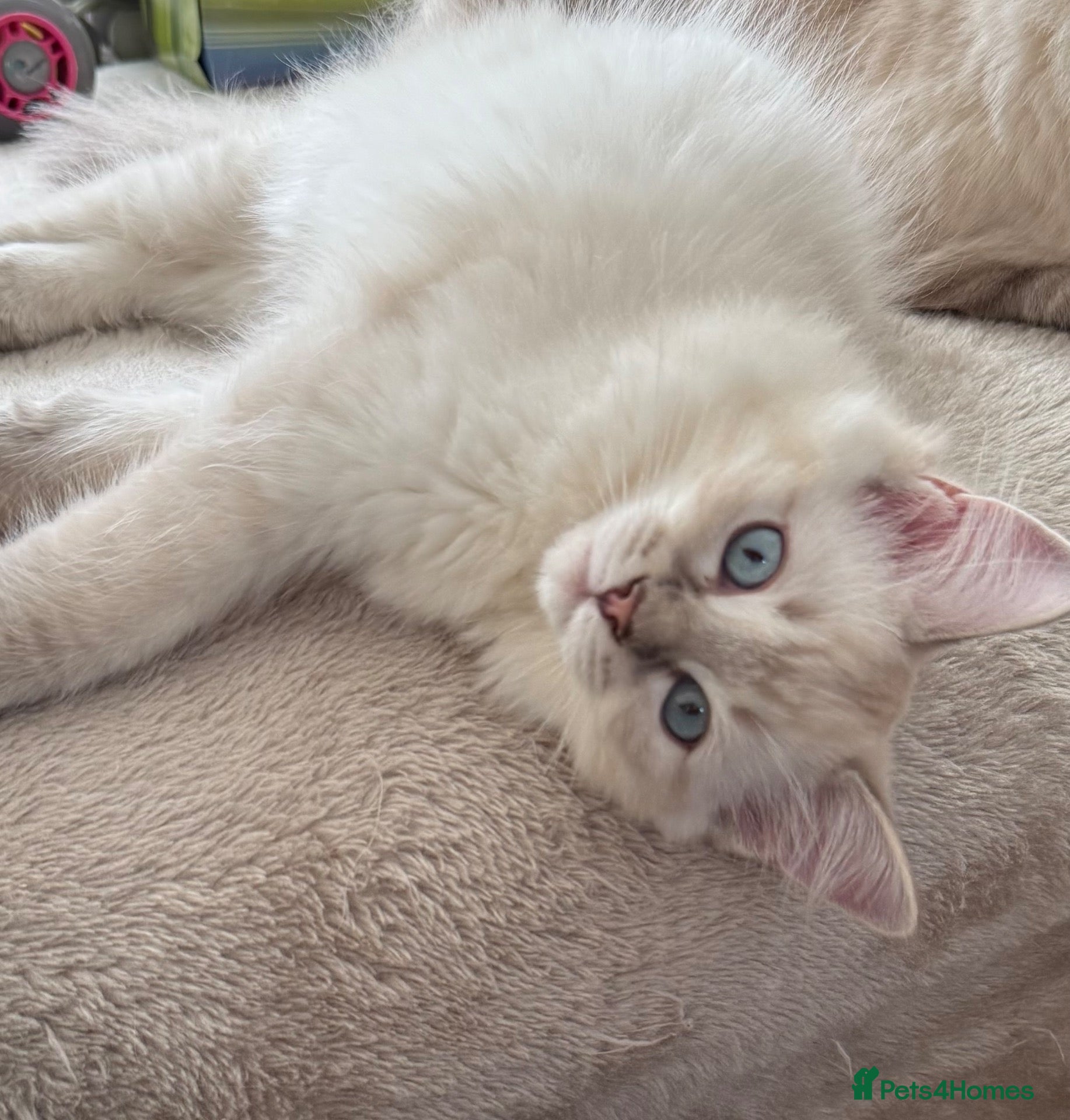 Ragdoll cats 1 TABBY GIRL IS AVAILABLE!! Ragdoll for sale !  - Advert 1