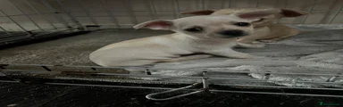 Chihuahua 1
