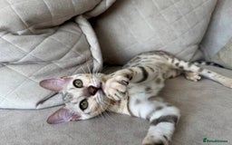 Bengal cats for sale: Female bengal 7 months  - Advert 2
