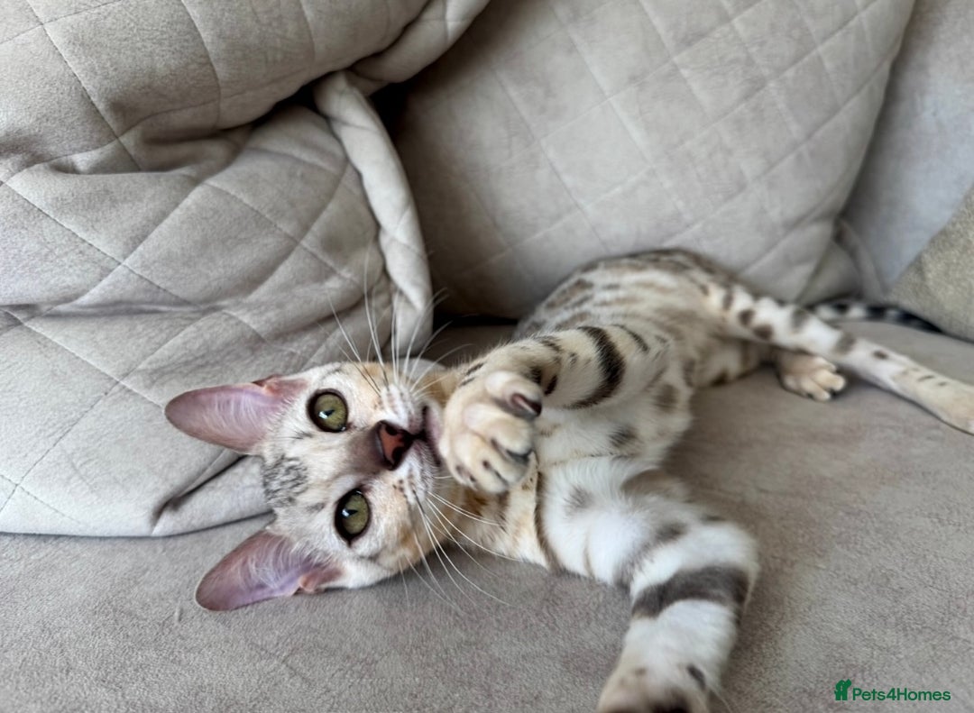 Bengal cats for sale: Female bengal 7 months  - Advert 2